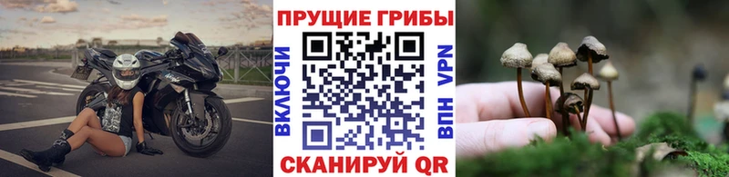 МЕГА ссылки  Алагир  Галлюциногенные грибы Cubensis  наркота 
